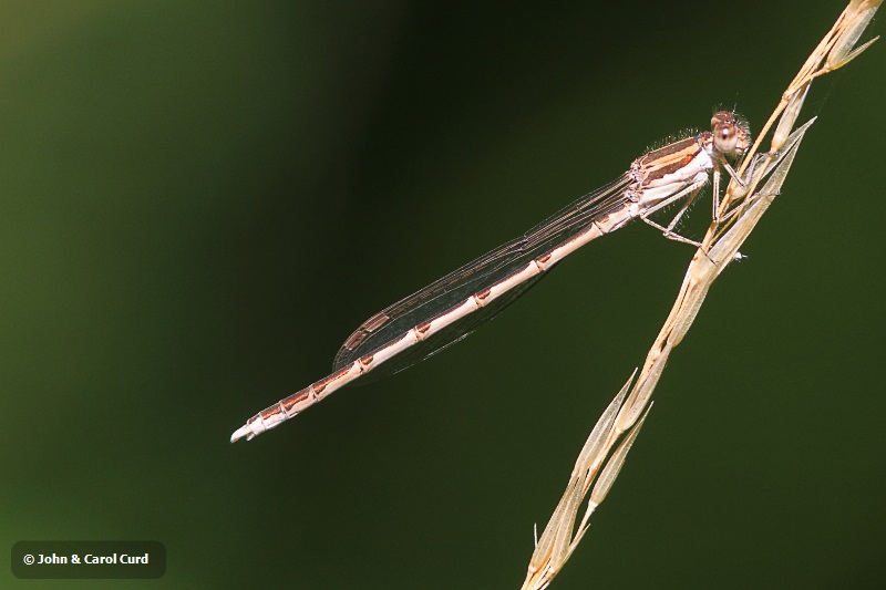 J01_3596 Sympecma fusca male.JPG